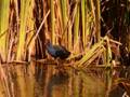 Pukeko reflection